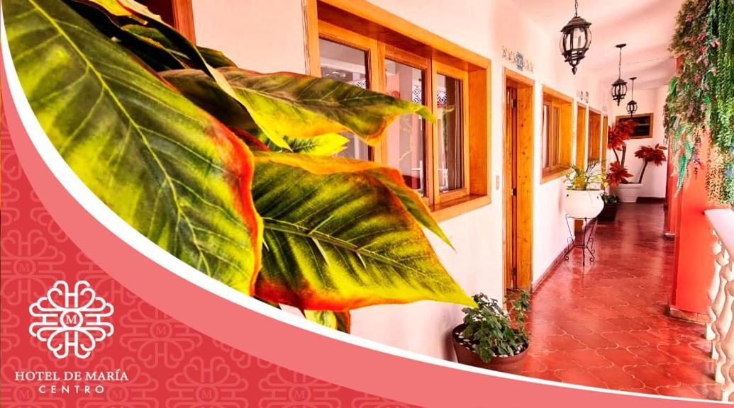 Hotel De Mariacentro San Cristóbal de Las Casas المظهر الخارجي الصورة
